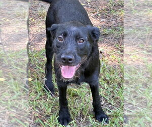 Mutt Dogs for adoption in Boston, MA, USA