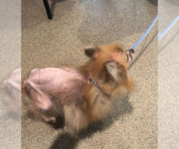 Medium Photo #9 Pomeranian Puppy For Sale in Sanford, FL, USA