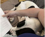 Small #2 American Pit Bull Terrier