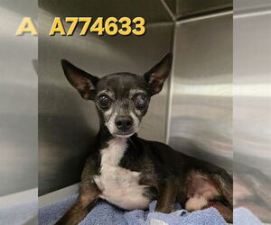 Chihuahua-Unknown Mix Dogs for adoption in San Antonio, TX, USA