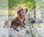 Small Photo #15 Cane Corso Puppy For Sale in DORCHESTER, SC, USA