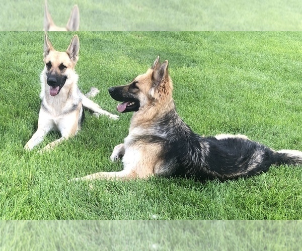 Medium Photo #1 German Shepherd Dog Puppy For Sale in BRIGHTON, CO, USA