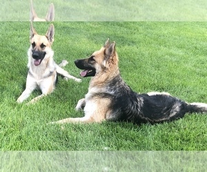 Mother of the German Shepherd Dog puppies born on 09/02/2025