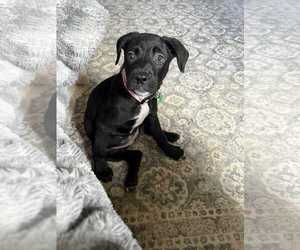 Labrador Retriever-Unknown Mix Dogs for adoption in Stephens City, VA, USA