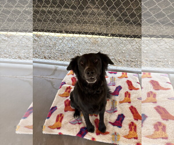 Medium Photo #4 Mutt Puppy For Sale in Emmett, ID, USA