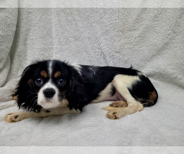 Medium Photo #8 Cavalier King Charles Spaniel Puppy For Sale in Lincolnwood, IL, USA