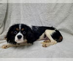 Small #7 Cavalier King Charles Spaniel