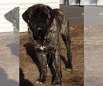 Small Photo #1 Mastiff Puppy For Sale in LINCOLN, NE, USA
