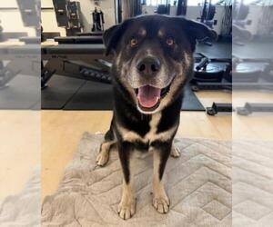 DUCKY - Male German Shepherd Dog-Unknown Mix Dog for Adoption - Photo #2