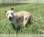 Small #1 American Pit Bull Terrier Mix
