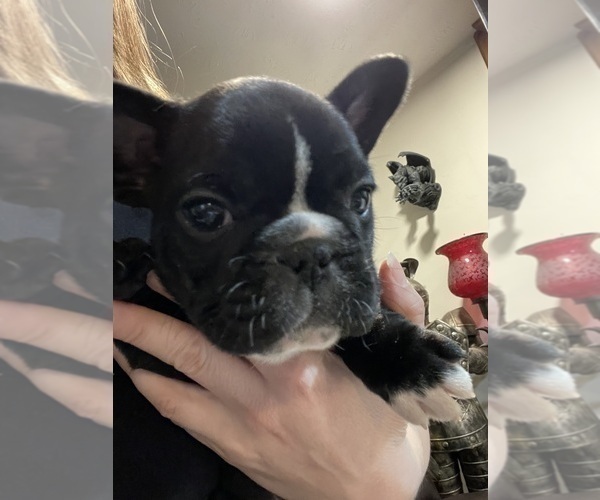 Medium Photo #15 French Bulldog Puppy For Sale in HOPE MILLS, NC, USA