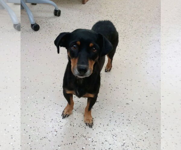 Medium Photo #2 Dachshund-Unknown Mix Puppy For Sale in York, SC, USA