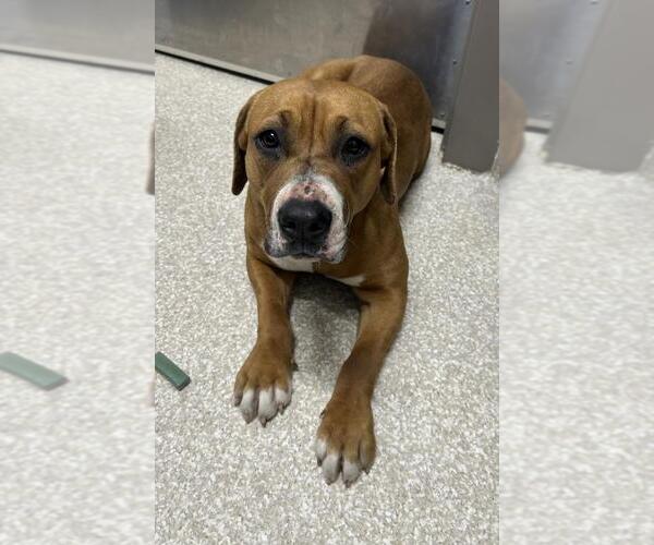 Medium Photo #1 Beagle-Unknown Mix Puppy For Sale in Saginaw, MI, USA