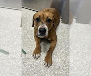 Beagle-Unknown Mix Dogs for adoption in Saginaw, MI, USA