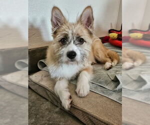 Pembroke Welsh Corgi-Unknown Mix Dogs for adoption in Agoura Hills, CA, USA