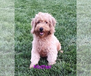 Mother of the Goldendoodle (Miniature) puppies born on 05/28/2025