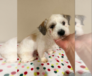 Shih Tzu-Unknown Mix Dogs for adoption in Cranston, RI, USA