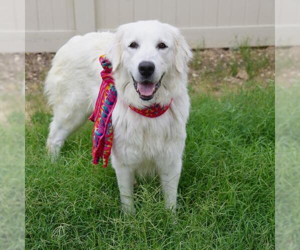 Medium Photo #1 Great Pyrenees-Unknown Mix Puppy For Sale in San Antonio, TX, USA