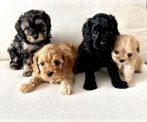 Cavapoo Puppy for sale in GRESHAM, OR, USA