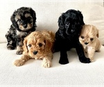 Small Photo #1 Cavapoo Puppy For Sale in GRESHAM, OR, USA