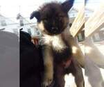 Small Photo #4 German Shepherd Dog-Siberian Husky Mix Puppy For Sale in HERNDON, PA, USA