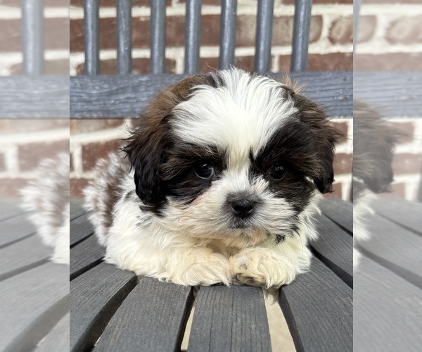 Medium Photo #4 Shih Tzu Puppy For Sale in INDIANAPOLIS, IN, USA