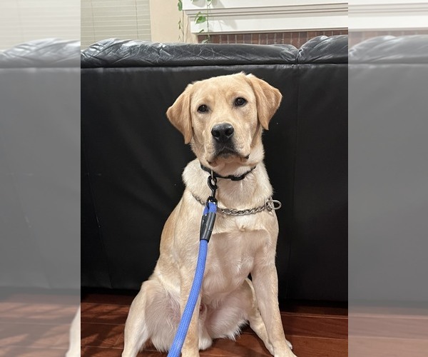 Medium Photo #1 Labrador Retriever Puppy For Sale in CALIENTE, CA, USA