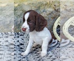 Puppy Ollie English Springer Spaniel