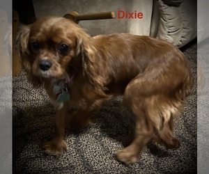 Cavalier King Charles Spaniel Puppy for sale in AUGUSTA, WI, USA