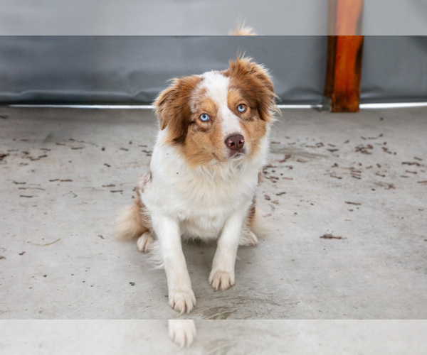 Medium Photo #1 Australian Shepherd Puppy For Sale in CAMDEN, MI, USA