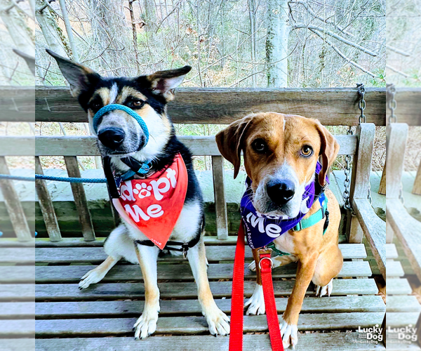 Medium Photo #11 Retriever -Unknown Mix Puppy For Sale in Washington, DC, USA
