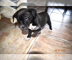 Small #1 Chihuahua Mix