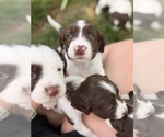 Image preview for Ad Listing. Nickname: Litter of 7