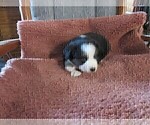 Small Photo #33 Australian Shepherd Puppy For Sale in AUBURN, IN, USA