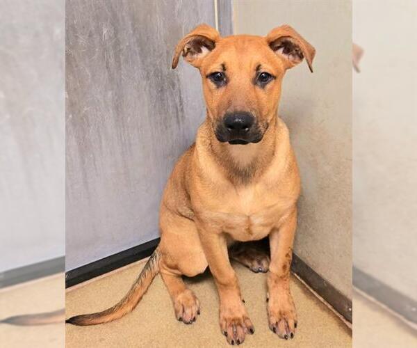 Medium Photo #2 German Shepherd Dog-Unknown Mix Puppy For Sale in Sacramento, CA, USA