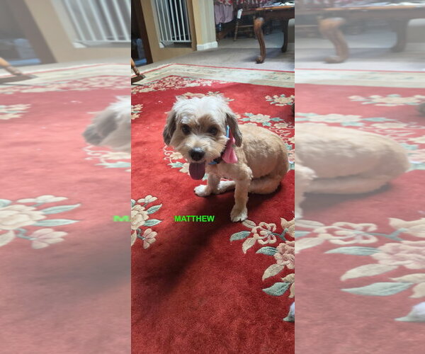 Medium Photo #3 Cockapoo (Toy) Puppy For Sale in Woodland Hills, CA, USA