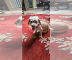 Small Photo #3 Cockapoo (Toy) Puppy For Sale in Woodland Hills, CA, USA
