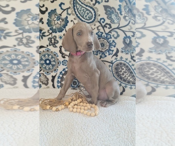 Medium Photo #24 Weimaraner Puppy For Sale in LEWISBURG, KY, USA
