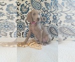 Puppy Ellie Weimaraner