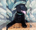 Small #28 German Shepherd Dog