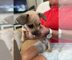 Small #4 Chiweenie
