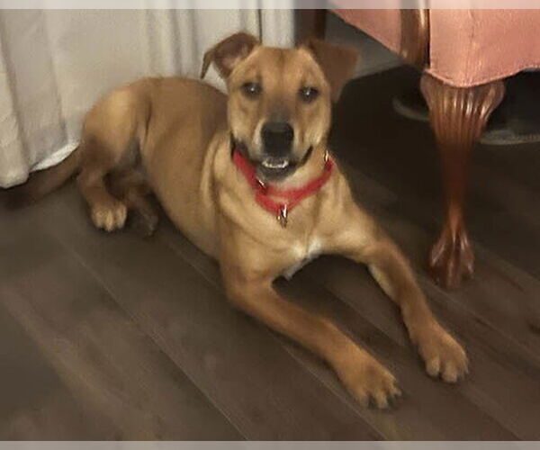 Medium Photo #7 Rhodesian Ridgeback-Unknown Mix Puppy For Sale in Lake Wylie, SC, USA