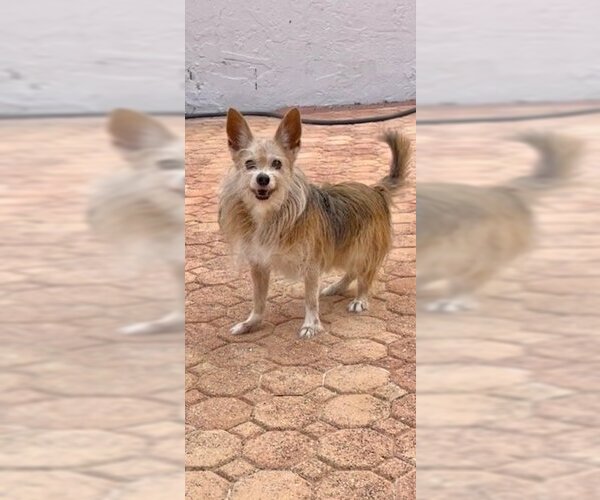 Medium Photo #6 Mutt Puppy For Sale in Weston, FL, USA