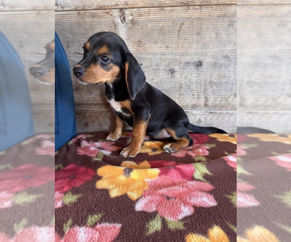Medium Photo #12 Beagle Puppy For Sale in VERMONTVILLE, MI, USA
