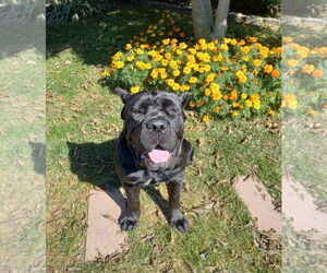 Mutt Dogs for adoption in Belleville, MI, USA