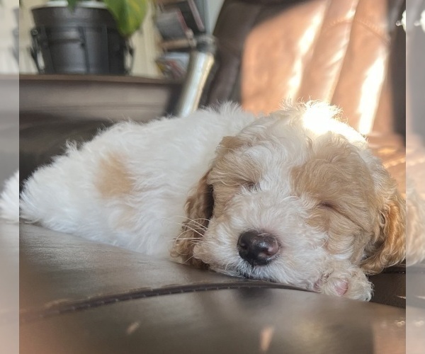 Medium Photo #6 Goldendoodle (Miniature) Puppy For Sale in LEWISBURG, PA, USA