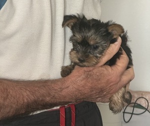 Medium Yorkshire Terrier