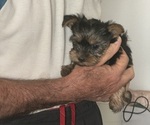 Puppy Puppy 4 Yorkshire Terrier
