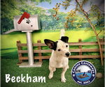 Small #2 Jack Russell Terrier