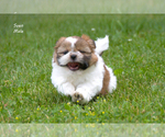 Small #9 Shih Tzu